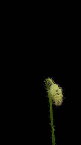 Time Lapse of flowering poppy on black background. Summer timelapse of red poppy flowers
