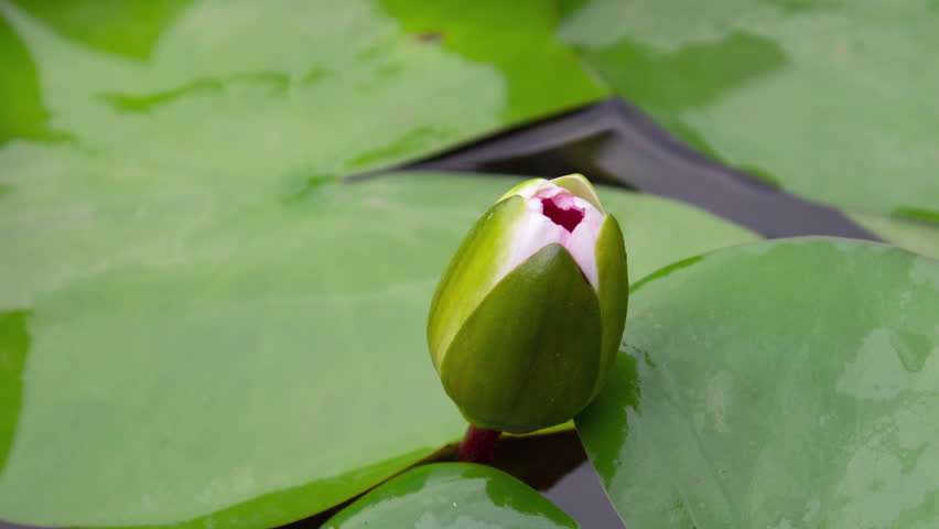 Timelapse of pink lotus water lily flowers opening in pond, waterlilies blooming