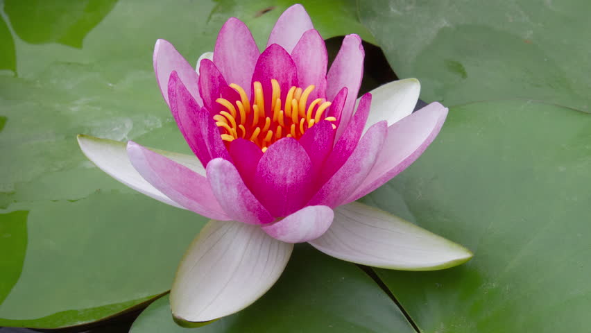 Timelapse of pink lotus water lily flowers opening in pond, waterlilies blooming