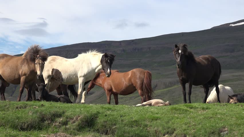 The camera lingers on the gentle face of an Icelandic horse, its thick mane slightly damp from the mist carried over from the waterfall. In the background, blurred but powerful, Goðafoss thunders