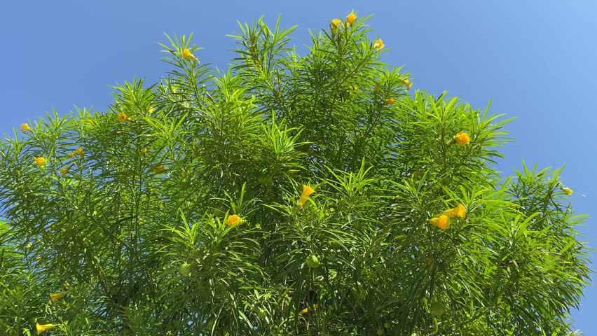 Cascabela thevetia, commonly known as the Yellow Oleander with vibrant yellow, trumpet-shaped flowers and green fruit on the blue sky background, selective focus