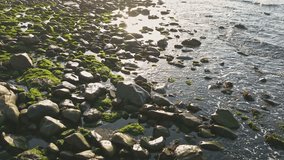 Rocky shoreline with green seaweed and waves - Powered by Shutterstock - Get 15% off with code: PIKWIZARD15
