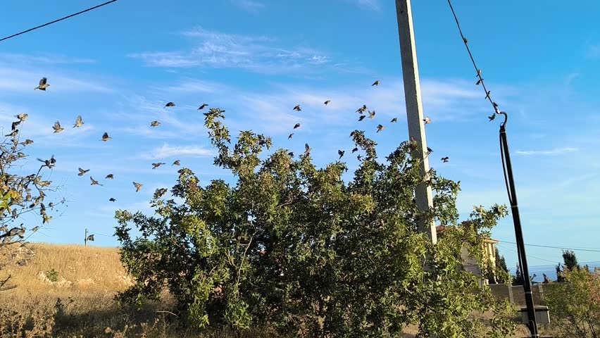 A green tree with numerous birds flying around it under a clear blue sky. Power lines are visible in the background.