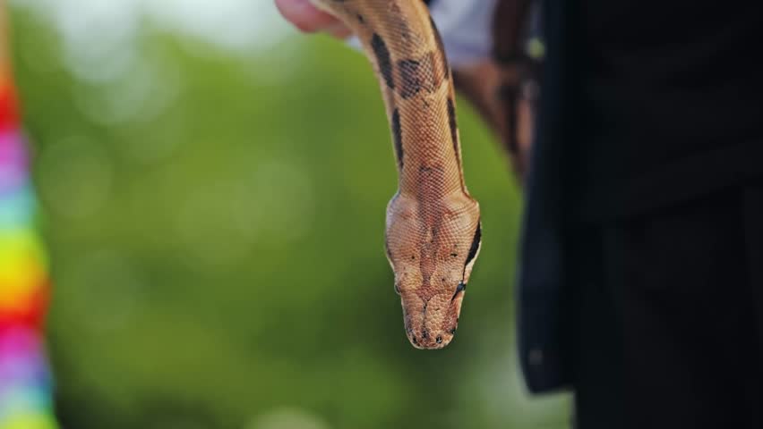 Slow motion close up of boa constrictor hanging from human hand in street scene