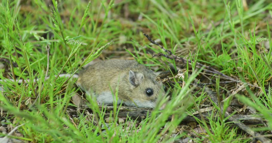 Mouse, wood, gerbil, walking, sniffing, rodent, mammal, animal, wildlife, wild, small, tiny, whiskers, snout, critter, nature, outdoors, environment, fauna, species, behavior, foraging, survival, rust