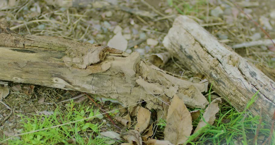 Mouse, wood, gerbil, walking, sniffing, rodent, mammal, animal, wildlife, wild, small, tiny, whiskers, snout, critter, nature, outdoors, environment, fauna, species, behavior, foraging, survival, rust