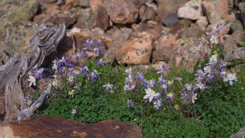 Columbine wildflowers patch nature Mount of the Holy Cross Wilderness Halo North Ridge Trail Vail Colorado summer afternoon daylight breeze deadwood alpine Rocky Mountains hiking trail static shot
