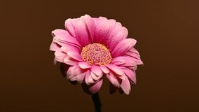 Close-up 4K video of a bright pink
gerbera daisy covered in tiny water
droplets, its detailed petals and
yellow center highlighted against a
warm, brown background - Powered by Shutterstock - Get 15% off with code: PIKWIZARD15