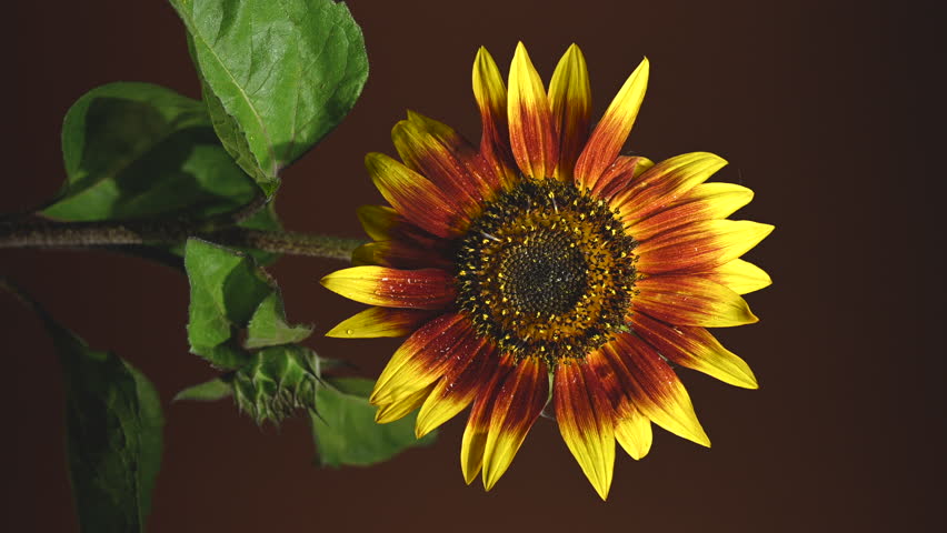 Close-up 4K video of a vibrant
sunflower, stands against a deep,
dark backdrop