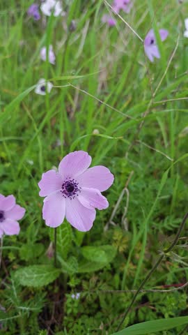 A detailed video of wild anemones and fresh green grass in a field. The image captures the vibrant beauty of a spring landscape in Cyprus.