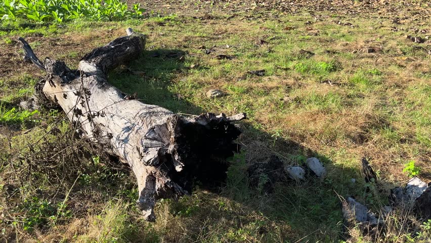 Large burnt tree lying on grassy field in a dry forest area during sunny day.	