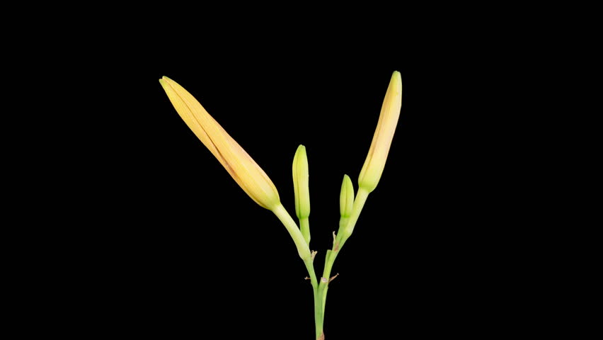 Orange Lily Blossoms. Time Lapse of Opening Beautiful Orange Lily Flowers. Black Background. 4K.