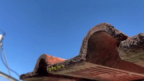 Close-up of old roof tiles with moss and lichen growth under clear blue sky, showing weathered texture and natural details in bright daylight. Perfect for architecture background design material. - Powered by Shutterstock - Get 15% off with code: PIKWIZARD15