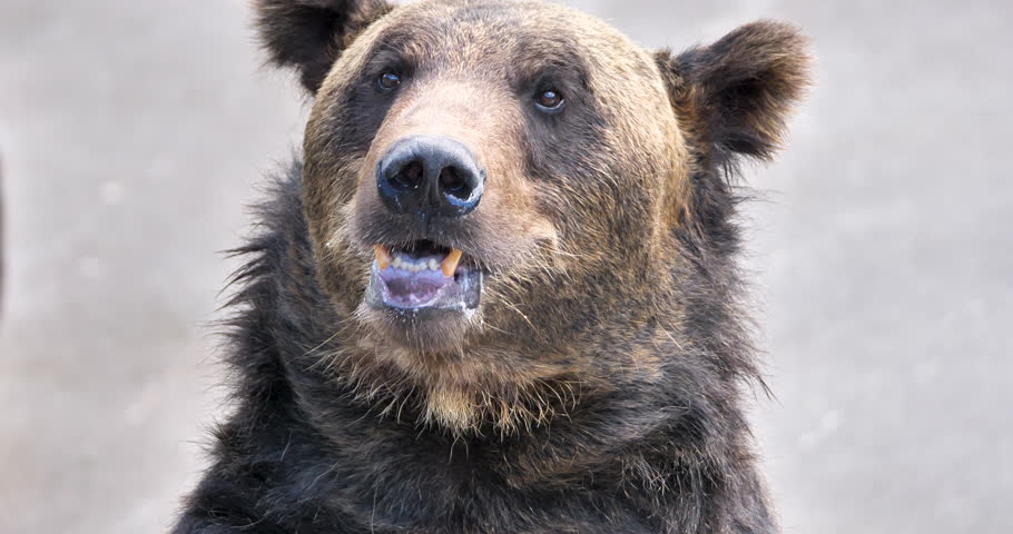 Hokkaido brown bear(Ursus arctos yesoensis) portrait