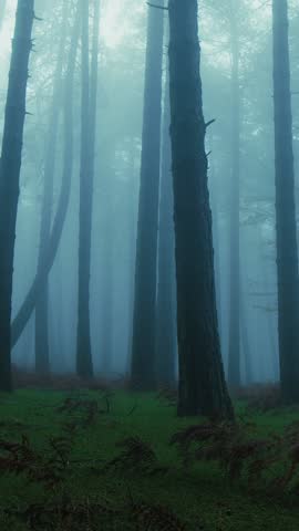 Silhouettes of Trees in the Mist of a Mystery Mountain on Halloween