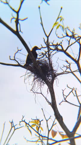 Corvus behavior video.A crow jumped over its nest and stood on a branch next to it.Crows footage taken from Kepala Batas, Penang, Malaysia.