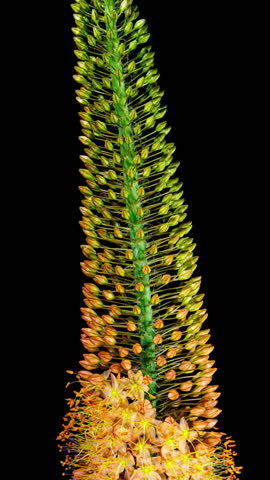 Orange Flower Eremurus Blooming in Time Lapse on a Black Background. Flowers Foxtail Lily or Eremurus Stenophyllus Opens Bud and Wilting After Faded