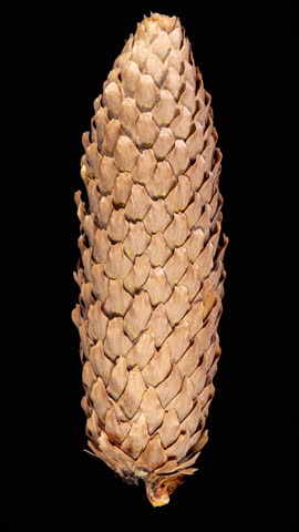 Pine Cone Opening in Time Lapse on a Black Background with Alpha Matte Channel. Fir Tree Cone Moving Isolated on Black Background. Abies Tree