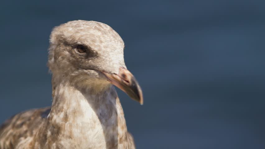 Close up of a curious seagull