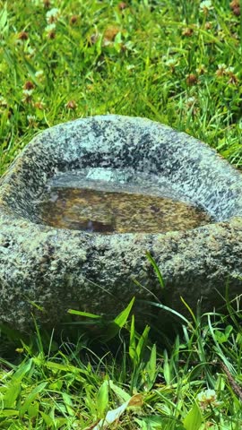 little bird taking a bath