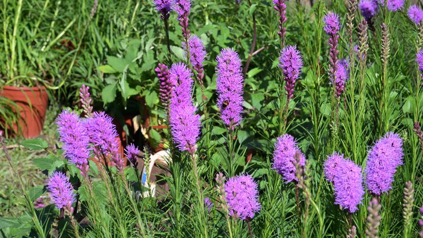 Beautiful Blazing Star (Liatris spicata) flowers.	