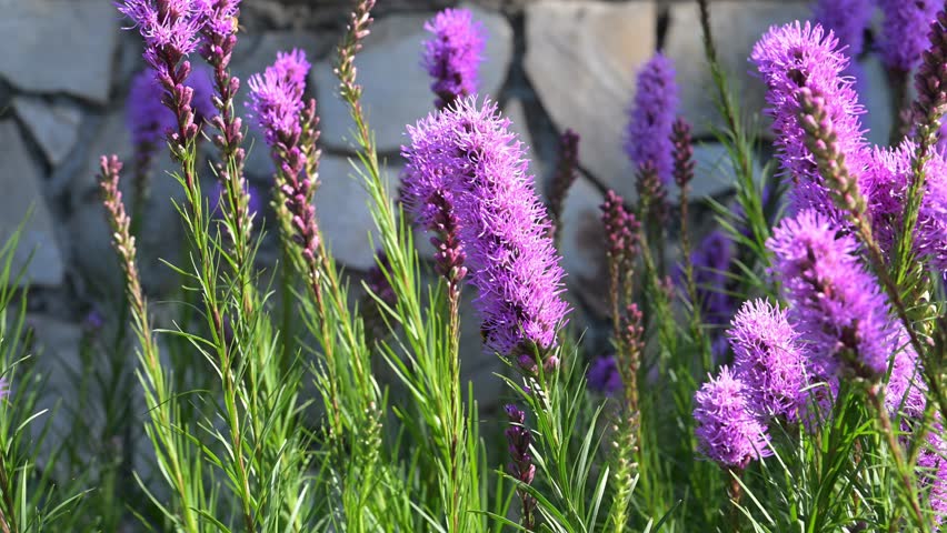 Beautiful Blazing Star (Liatris spicata) flowers.	