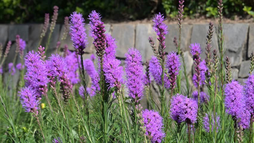 Beautiful Blazing Star (Liatris spicata) flowers.	
