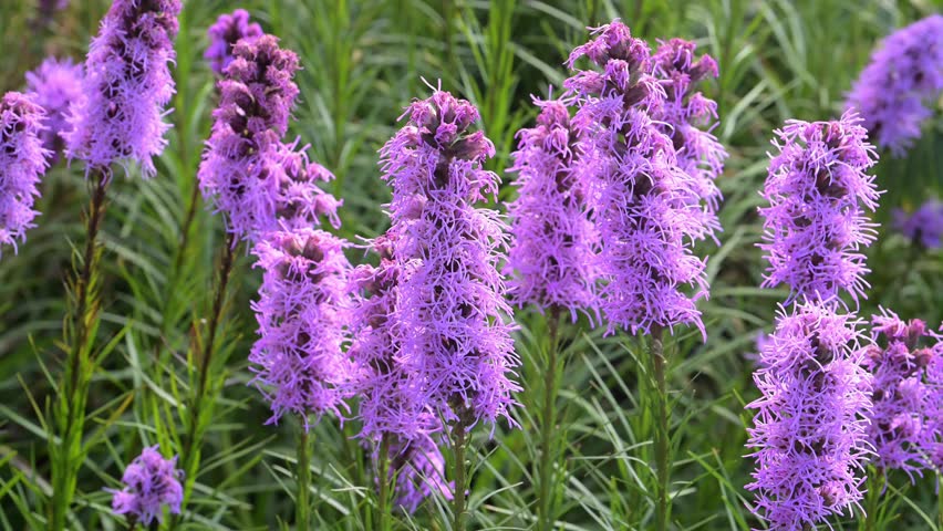 Beautiful Blazing Star (Liatris spicata) flowers.	