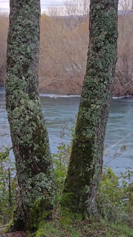River flow with trees field