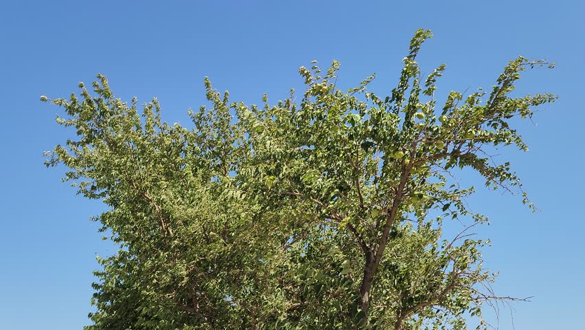 Canopy of a furiting Osage orange (Maclura pomifera) is a resilient, drought-tolerant tree, Native to the central America
