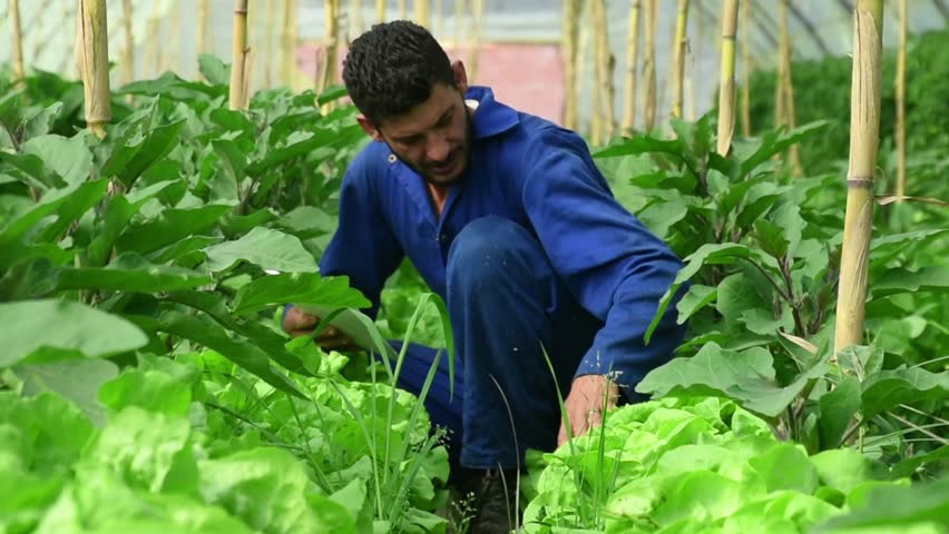 A young Arab farmer uses a tablet on farm in middle of an eggplant field in greenhouse. A farmer in blue overalls watches growth of vegetables. Development of agriculture in Maghreb, Jijel Algeria.