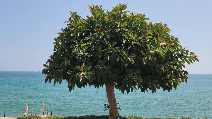 Ficus elastica, the rubber fig, rubber tree or Indian rubber bush, Indian rubber tree, or rambung by the side of a coast in Mediterranean region in summertime