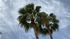 Tall Slender Palm Trees on the Coastline of Sharm El Sheikh, Egypt - Powered by Shutterstock - Get 15% off with code: PIKWIZARD15