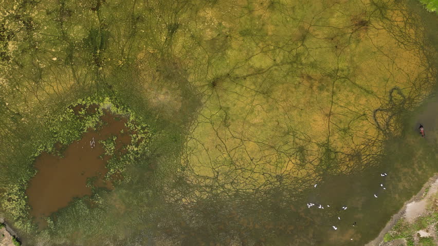 Aerial perspective showing wetland swamp, surrounded by verdant wetland landscape under bright sunlight