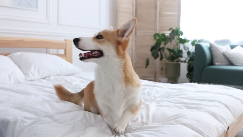 Pet friendly hotel. Man feeding cute dog on bed indoors, closeup. Camera moving forward