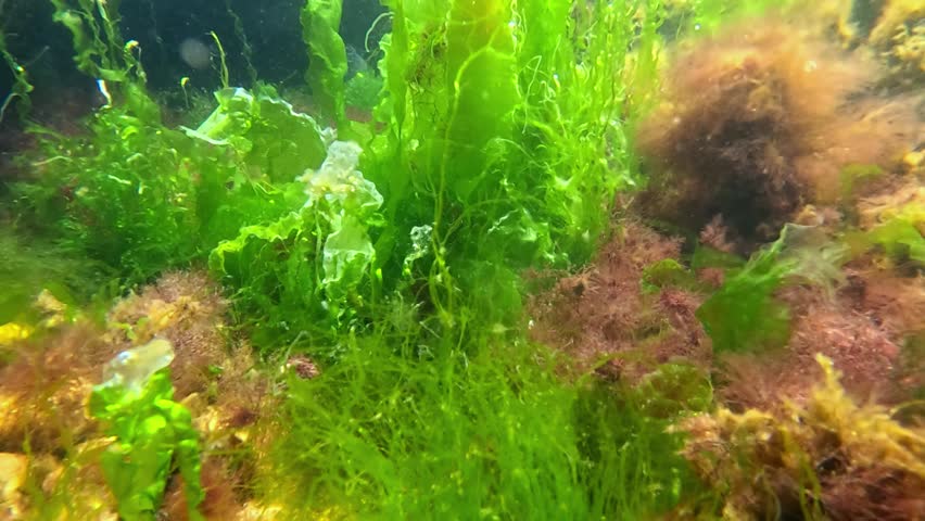 Underwater view of red and green algae that grow on rocks near the shore and saturate the water with oxygen, Black Sea, Odessa bay