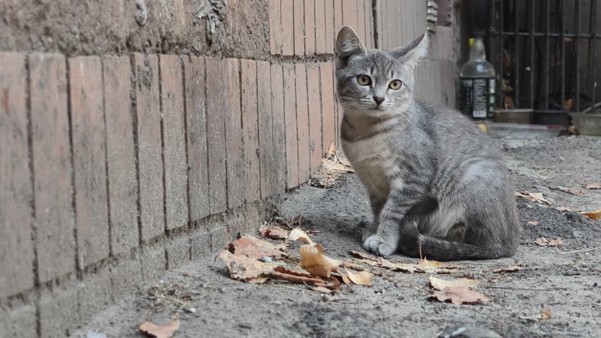 A curious homeless grey tabby kitten sits on the pavement near a brick wall, intently observing its surroundings. In the background, pigeons walk around, creating a typical urban backyard scene.