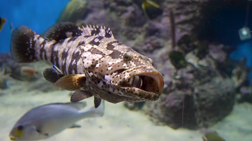 Large spotted grouper floats underwater with its mouth wide open, revealing a dark interior. The background shows sand, other fish and rocks in an aquarium