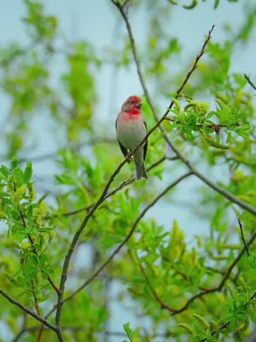 Close-Up of a Male House Finch with Red Head and Chest Singing in a Tree.