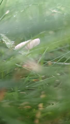 White Gilled Mushroom in the grass outdoors in a twin cities Minnesota Backyard in the summer 