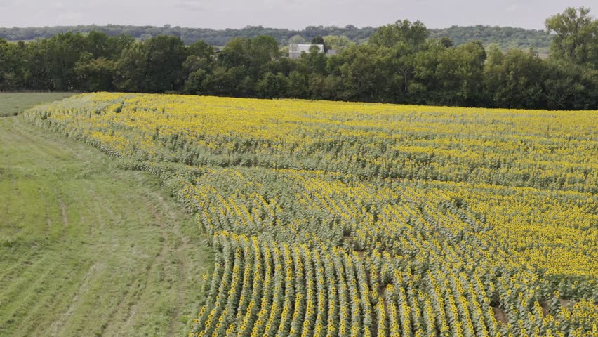Kansas the Sunflower State - The Beautiful Sunflower Blooms Do Not Last Long - Special Sunflower Fields Bring Joy to Residents of Douglas County, KS