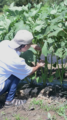 A Japanese man harvesting and tending vegetables in a field. An image of a farmer or someone working in agriculture. Vertical video.