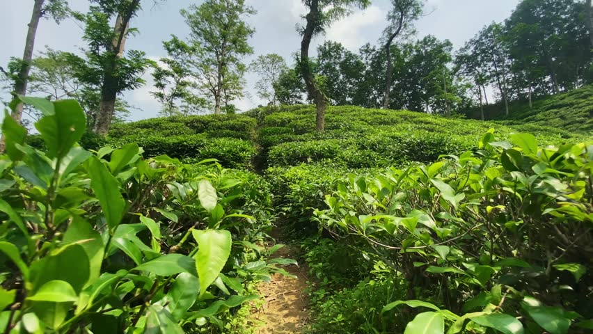First-person view walking through green rows of tea plants in Sylhet, Bangladesh.