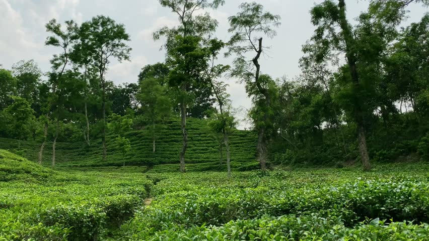 Beautiful Tea Garden And Plantation In Bangladesh - Panning Shot