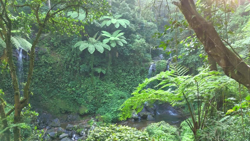 Drone capture scenic nature footage of cascading waterfalls surrounded by dense forest vegetation and tall tropical trees.