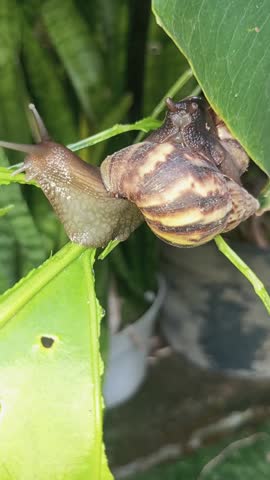 when snails eat leaves slowly