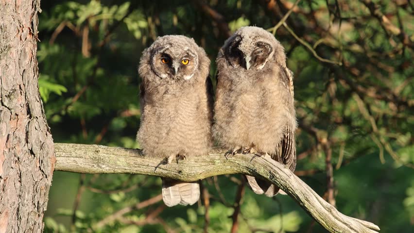 Two young long-eared owls perched on a tree branch in a forest, observing their surroundings and showing some owlet behavior. In Southern Finland.