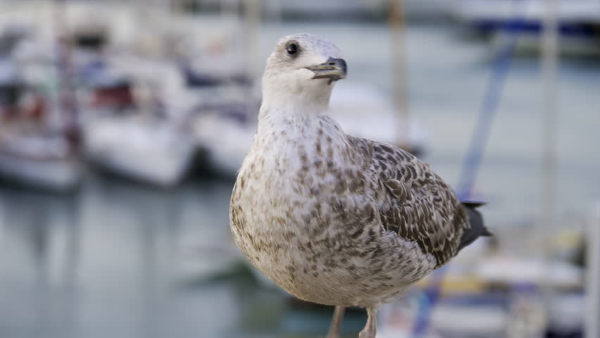 Close up of a seagull walking with a blurred view of boats docked in a harbour