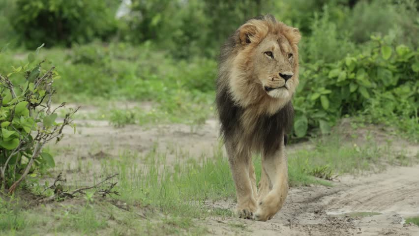 Medium shot of a majestic male lion walking down the dirt road, Savuti Botswana.