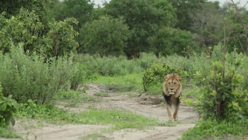 A majestic male lion walking down the dirt road, Savuti Botswana.